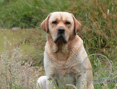 Nzkc store labrador breeders